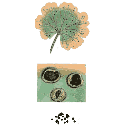 Round leaf with dark cup fungi - Scottish Cryptogamic Flora, Volume 3 - 1825