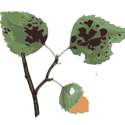 Twig of leaves with dark blotches - Scottish Cryptogamic Flora, Volume 3 - 1825