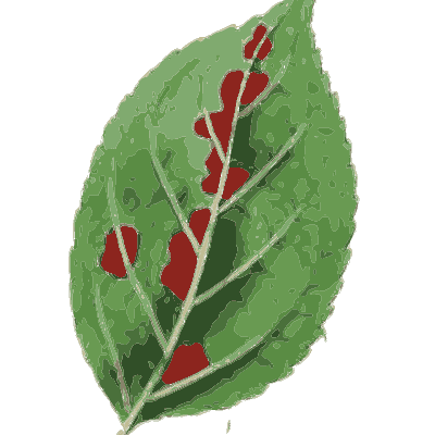Leaf streaked with red rust - Scottish Cryptogamic Flora, Volume 3 - 1825