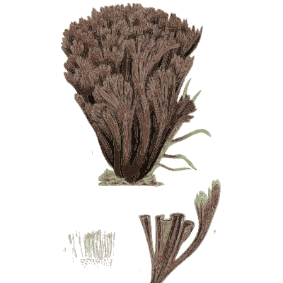 Brown coral fungus - Scottish Cryptogamic Flora, Volume 3 - 1825