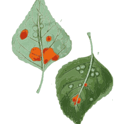 Leaves with orange rust spots - Scottish Cryptogamic Flora, Volume 3 - 1825