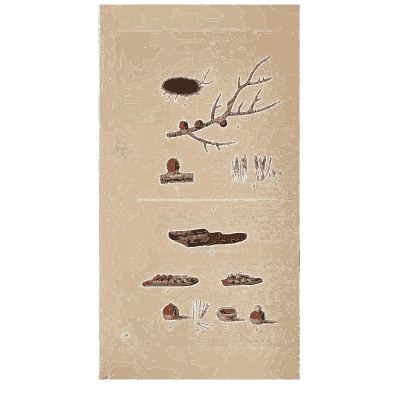 Small fungi on a twig - Scottish Cryptogamic Flora, Volume 4 - 1826