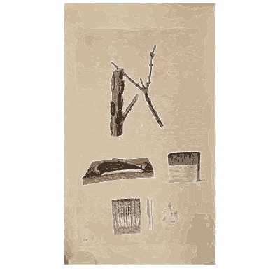 Dark fungus on crossed twigs - Scottish Cryptogamic Flora, Volume 4 - 1826