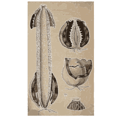 Split spore case with wall sections - Scottish Cryptogamic Flora, Volume 4 - 1826