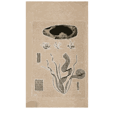 Dark cup fungus with twisting threads - Scottish Cryptogamic Flora, Volume 4 - 1826