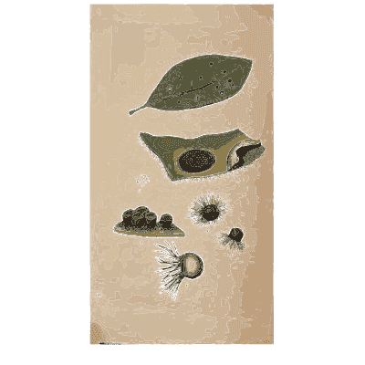 Leaf spotted with fungus - Scottish Cryptogamic Flora, Volume 4 - 1826