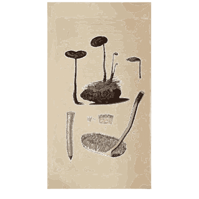 Long-stalked fungi on a clod - Scottish Cryptogamic Flora, Volume 4 - 1826