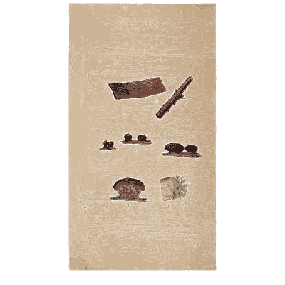 Small round fungi on bark - Scottish Cryptogamic Flora, Volume 4 - 1826