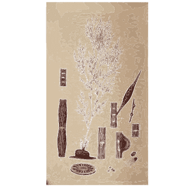 White branching fungus on cut wood - Scottish Cryptogamic Flora, Volume 4 - 1826