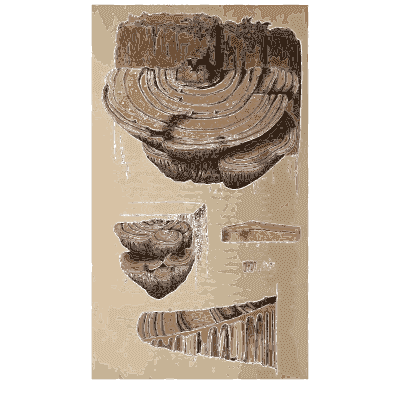 Layered bracket fungus - Scottish Cryptogamic Flora, Volume 4 - 1826