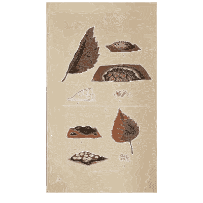 Rust fungus on leaves - Scottish Cryptogamic Flora, Volume 4 - 1826