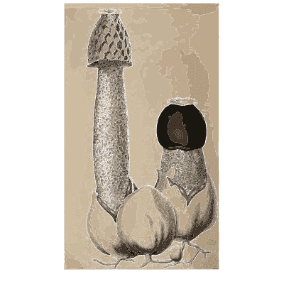 Stinkhorn and its egg - Scottish Cryptogamic Flora, Volume 4 - 1826