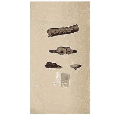 Pale bracket fungus on a log - Scottish Cryptogamic Flora, Volume 4 - 1826