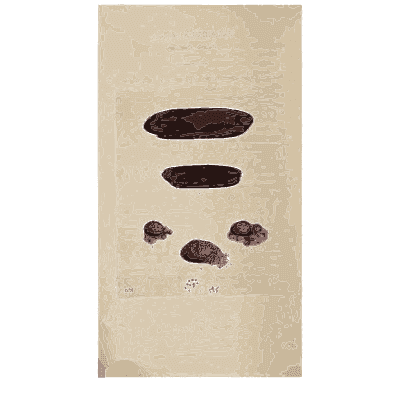 Dark oval fungi and spore balls - Scottish Cryptogamic Flora, Volume 4 - 1826