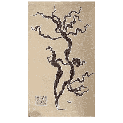Branching dark alga - Scottish Cryptogamic Flora, Volume 4 - 1826