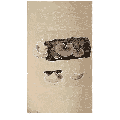 Pale bracket fungi on a log - Scottish Cryptogamic Flora, Volume 4 - 1826
