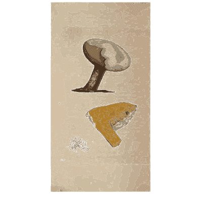 Brown capped fungus with a cut section - Scottish Cryptogamic Flora, Volume 4 - 1826