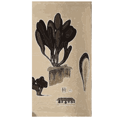 Dark leafy alga - Scottish Cryptogamic Flora, Volume 4 - 1826