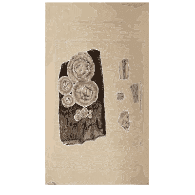 Round white fungi on wood - Scottish Cryptogamic Flora, Volume 4 - 1826