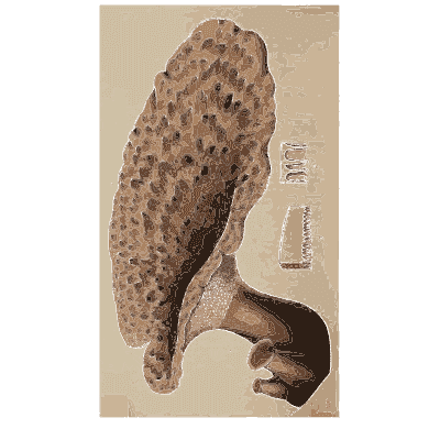Large honeycombed morel - Scottish Cryptogamic Flora, Volume 4 - 1826