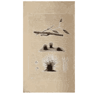 Fine fungus tuft on a twig - Scottish Cryptogamic Flora, Volume 4 - 1826