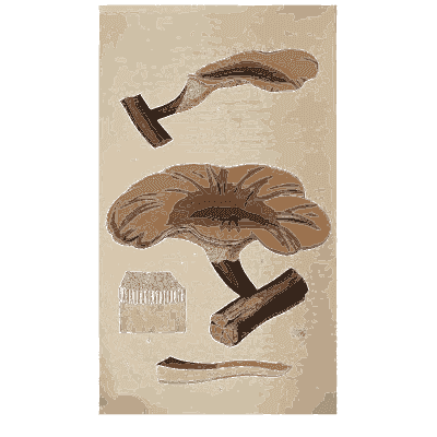 Brown capped mushrooms - Scottish Cryptogamic Flora, Volume 4 - 1826