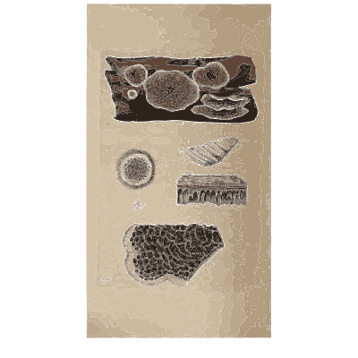 Round crust fungi on a log - Scottish Cryptogamic Flora, Volume 4 - 1826