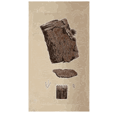 Rough fungus on bark - Scottish Cryptogamic Flora, Volume 4 - 1826