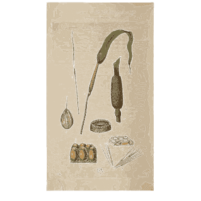 Green alga frond with capsules - Scottish Cryptogamic Flora, Volume 4 - 1826