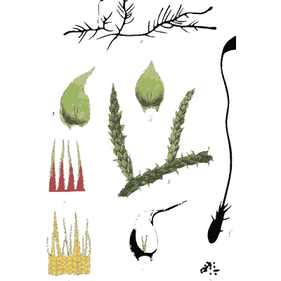 Moss leaves and capsule teeth - Scottish Cryptogamic Flora, Volume 5 - 1828