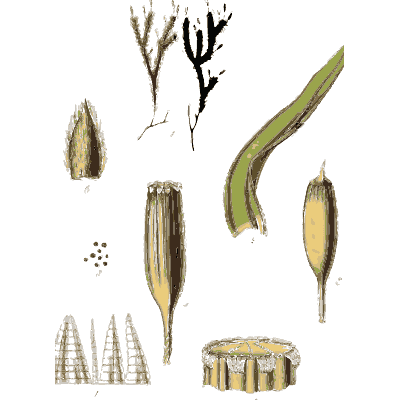 Opened moss capsules - Scottish Cryptogamic Flora, Volume 5 - 1828