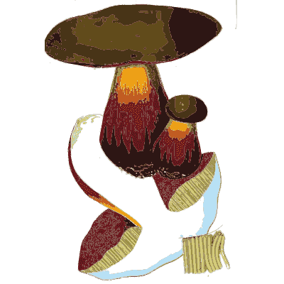 Brown capped fungus with a red stem - Scottish Cryptogamic Flora, Volume 5 - 1828