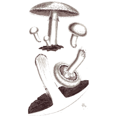 Pale ringed toadstools - Scottish Cryptogamic Flora, Volume 5 - 1828