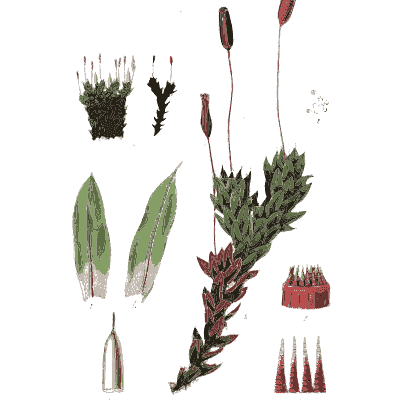 Leafy moss with stalked capsules - Scottish Cryptogamic Flora, Volume 5 - 1828