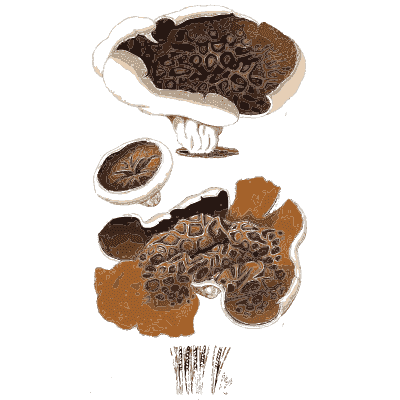 Honeycombed bracket fungus - Scottish Cryptogamic Flora, Volume 5 - 1828