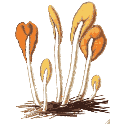 Orange club fungi - Scottish Cryptogamic Flora, Volume 5 - 1828