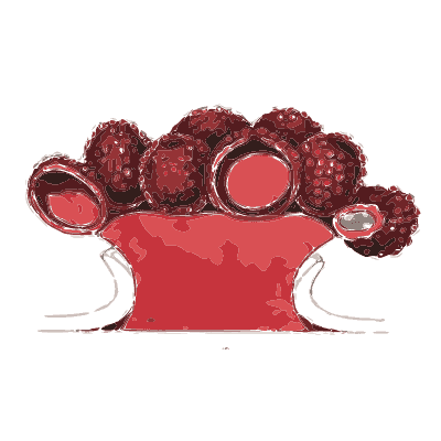 Cluster of red cup fungi - Scottish Cryptogamic Flora, Volume 5 - 1828