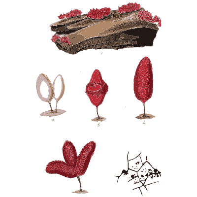 Red club fungi on a log - Scottish Cryptogamic Flora, Volume 5 - 1828