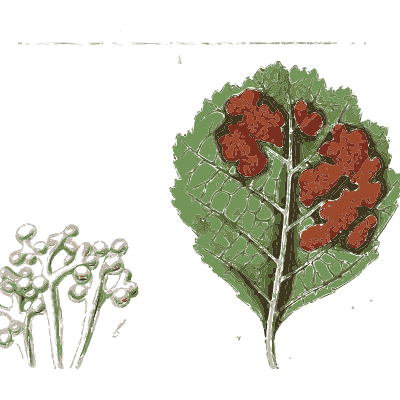 Rust-blotched leaf - Scottish Cryptogamic Flora, Volume 5 - 1828
