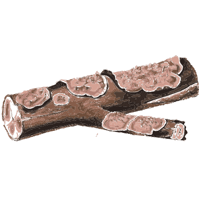 Pink crust fungus on a log - Scottish Cryptogamic Flora, Volume 5 - 1828
