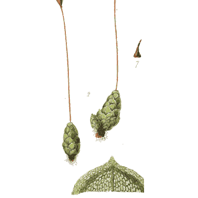 Hanging moss capsules - Scottish Cryptogamic Flora, Volume 5 - 1828