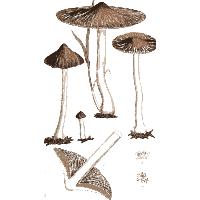 Thin stemmed brown toadstools - Scottish Cryptogamic Flora, Volume 5 - 1828