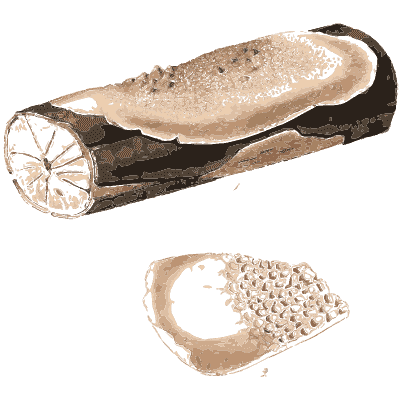 Pale bracket on a dark log - Scottish Cryptogamic Flora, Volume 5 - 1828