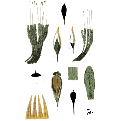 Green moss shoots - Scottish Cryptogamic Flora, Volume 5 - 1828