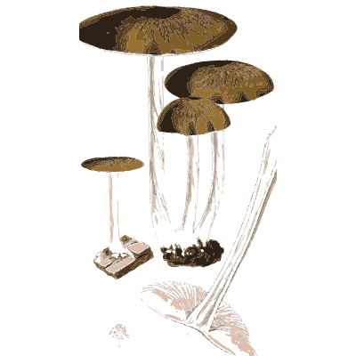Tall pale stemmed toadstools - Scottish Cryptogamic Flora, Volume 5 - 1828