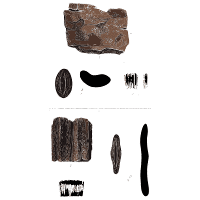 Dark fungal bodies on bark - Scottish Cryptogamic Flora, Volume 5 - 1828