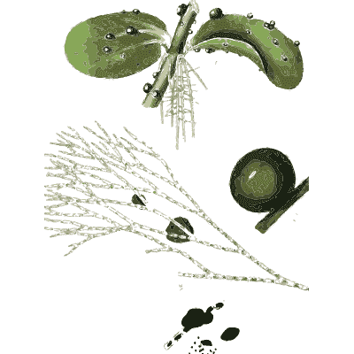 Swollen green algae fronds - Scottish Cryptogamic Flora, Volume 5 - 1828