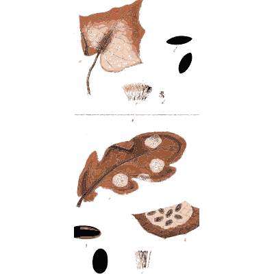 Withered leaf spotted with fungus - Scottish Cryptogamic Flora, Volume 5 - 1828