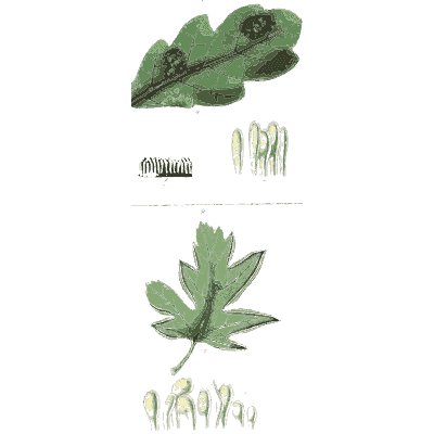 Leaves with dark fungal spots - Scottish Cryptogamic Flora, Volume 5 - 1828