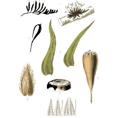 Moss leaves with a ripe capsule - Scottish Cryptogamic Flora, Volume 5 - 1828